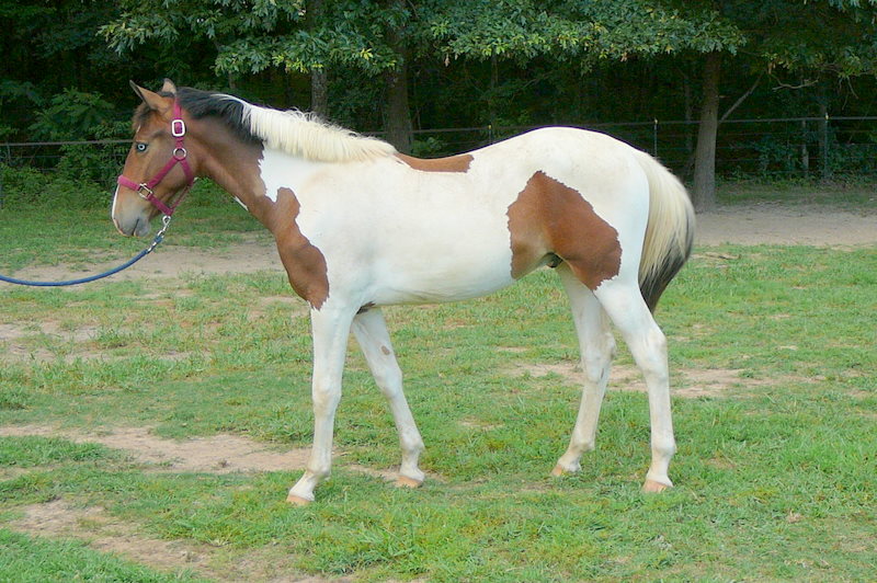 Spotted Warmblood - #1 Spotted Draft Horses, Click here to find Your ...